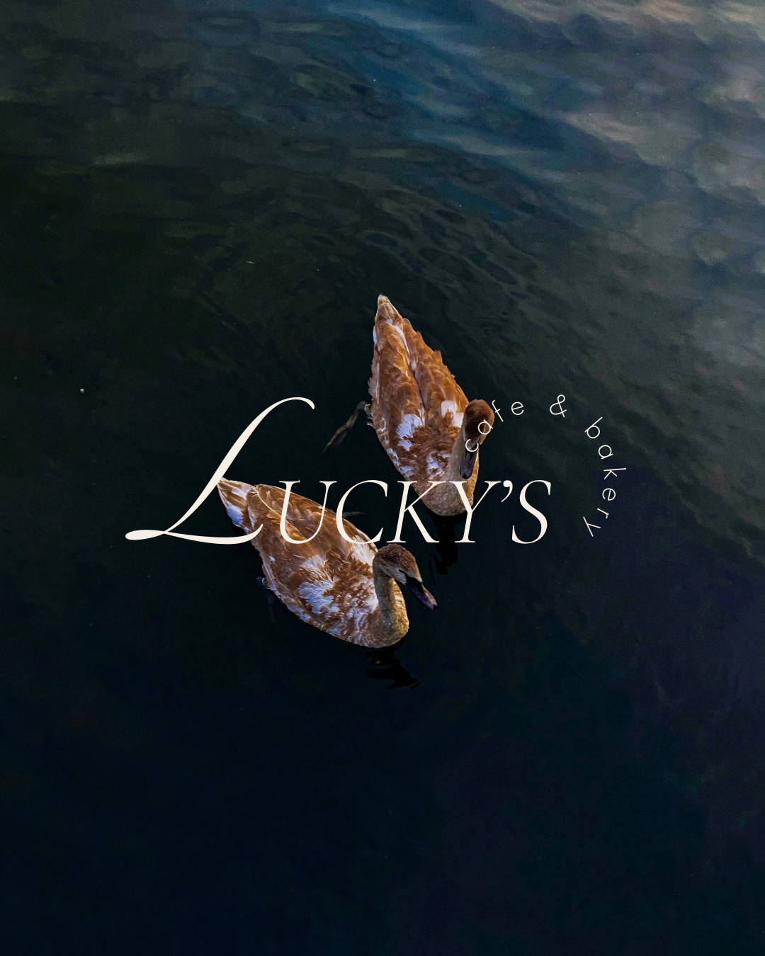 Lucky’s logotype set over swans on dark water