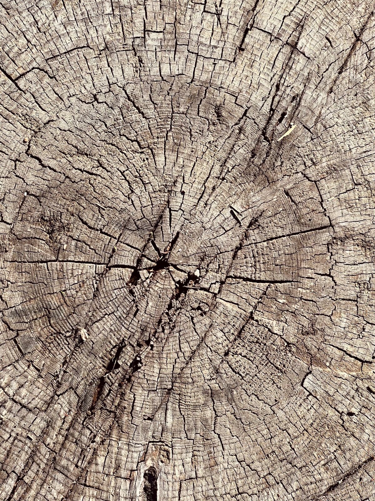 Close view of tree rings representing growth, grounding and reflection